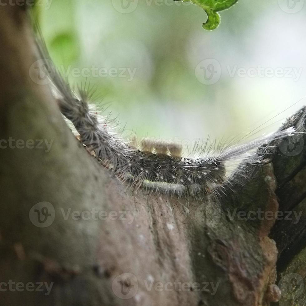 chenille sur l'arbre photo