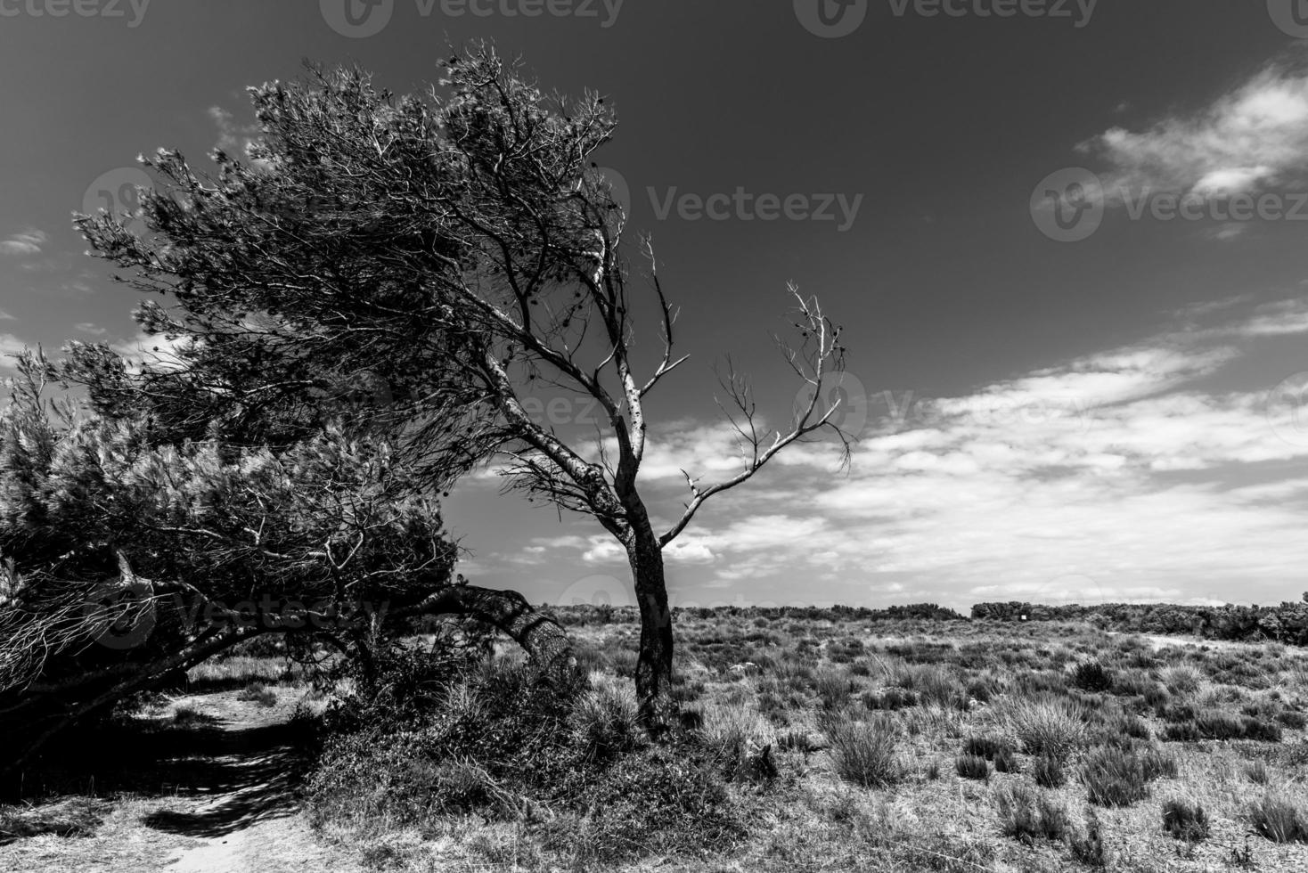 2022 08 10 croazia arbre et ciel 1 photo