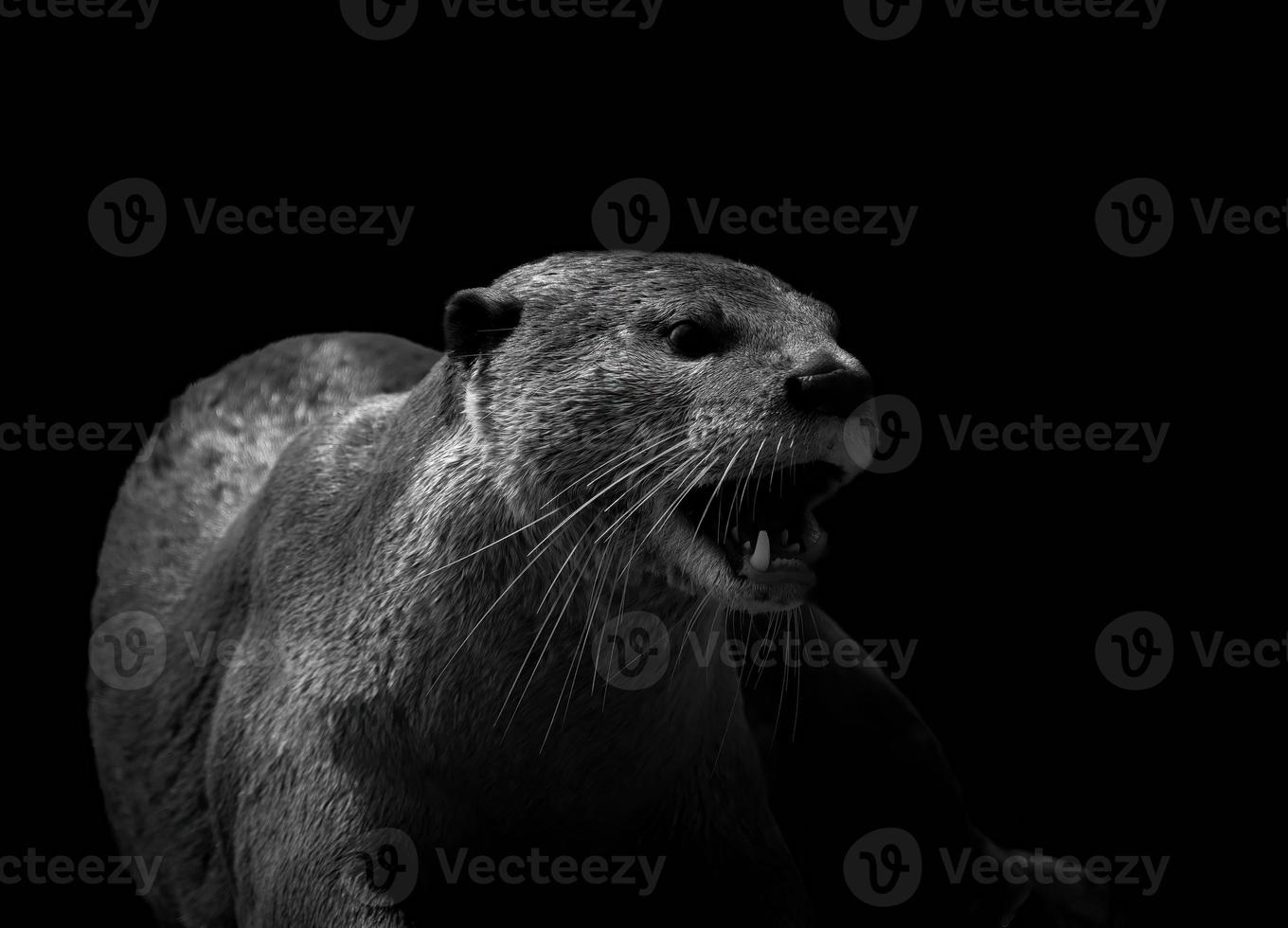 loutre à poil lisse dans un champ photo