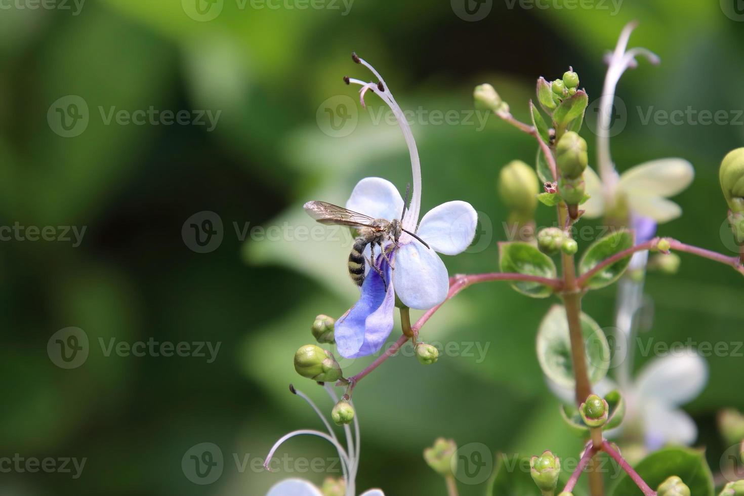 guêpe scoliide se nourrissant de nectar photo