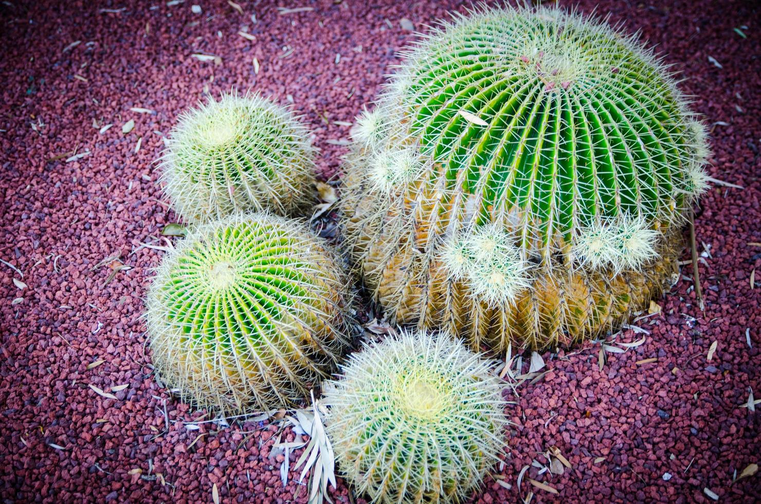 cactus rond en tonneau doré en gros plan dans un jardin botanique tropical. photo