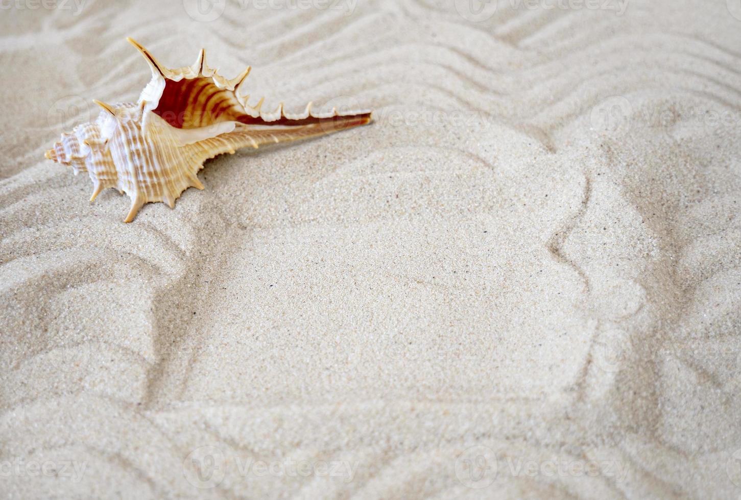 un coup de pinceau dans le sable et une étoile de mer. le concept de loisirs et de voyage. espace pour le texte photo
