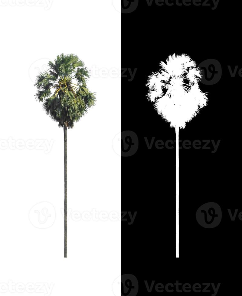 les palmiers à sucre isolés sur fond blanc conviennent à la fois à l'impression et aux pages Web photo