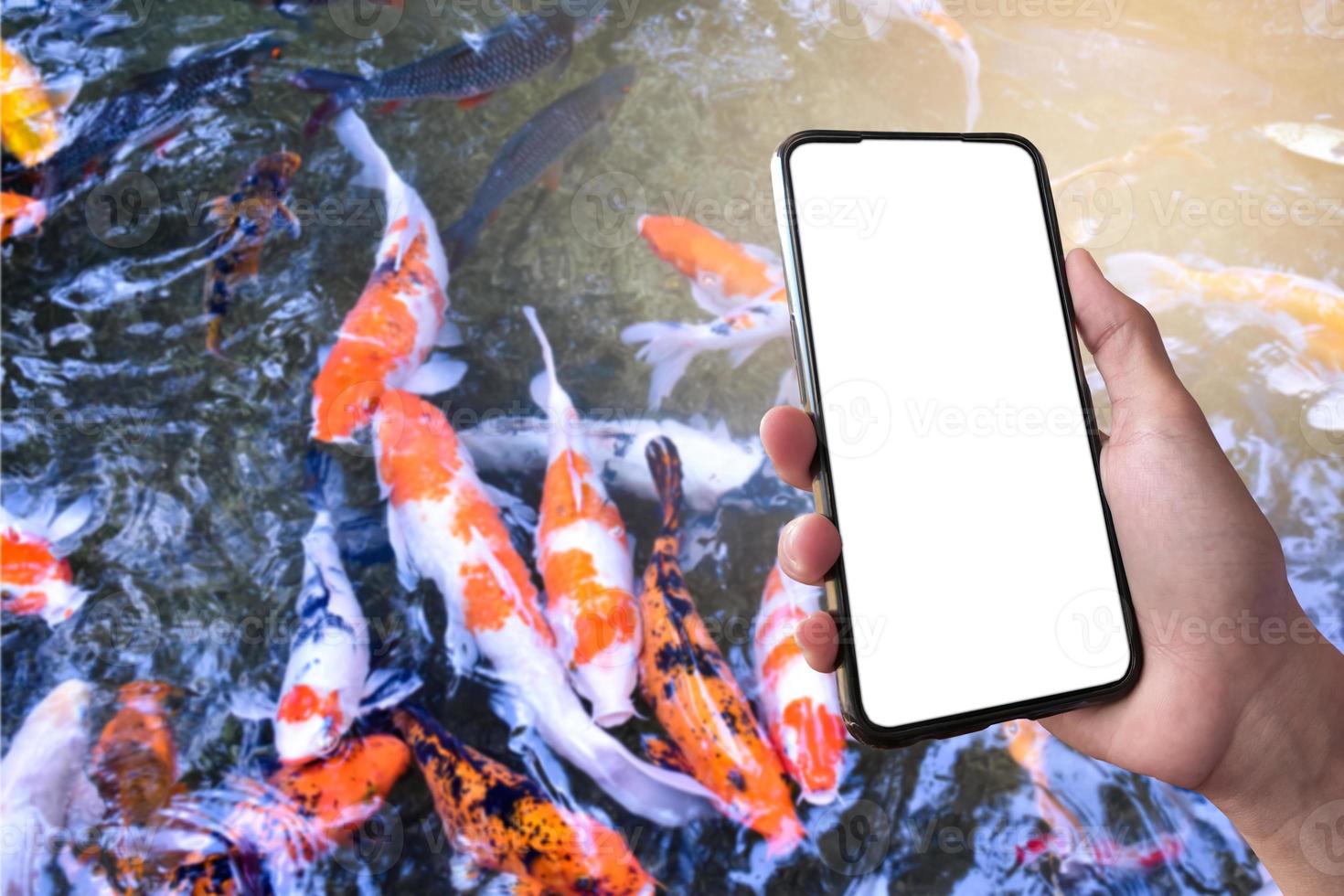 téléphone portable à écran tactile blanc à la main qui a brouillé un groupe de poissons koi ou de poissons de merde qui nageaient dans un petit fond d'étang, concept pour l'apprentissage de poissons koi ou de merde, prendre des photos et rechercher.