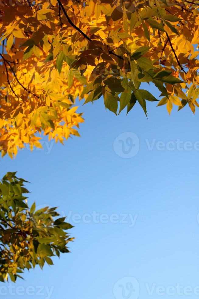 feuilles d'automne or et vert contre le ciel bleu photo