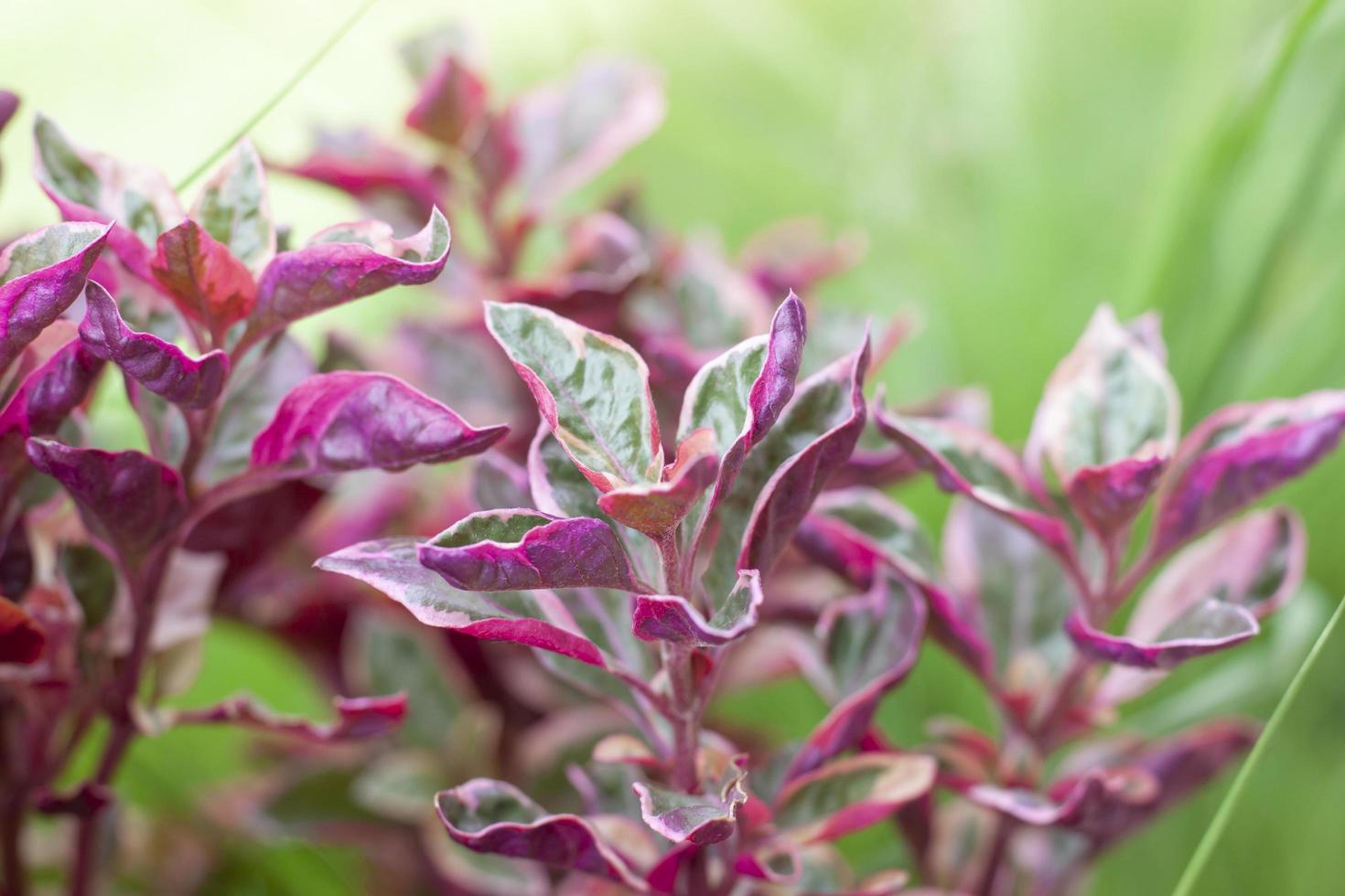 plante de calicot rose ou alternanthera avec lumière du soleil dans le jardin. photo