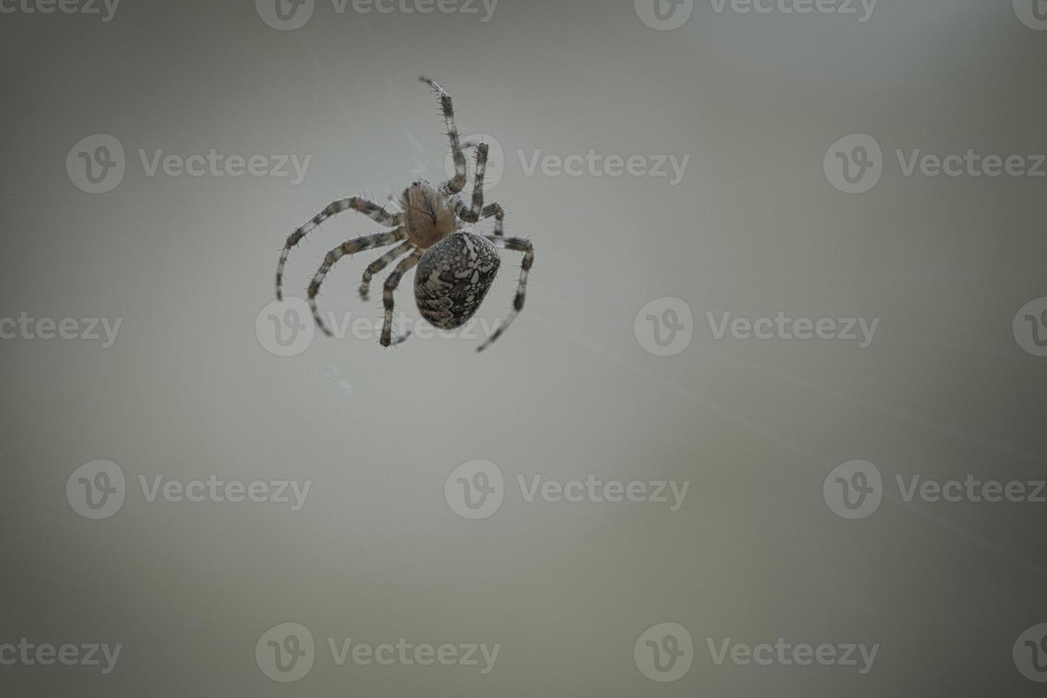 araignée croisée rampant sur un fil d'araignée. peur d'halloween. un chasseur utile parmi photo