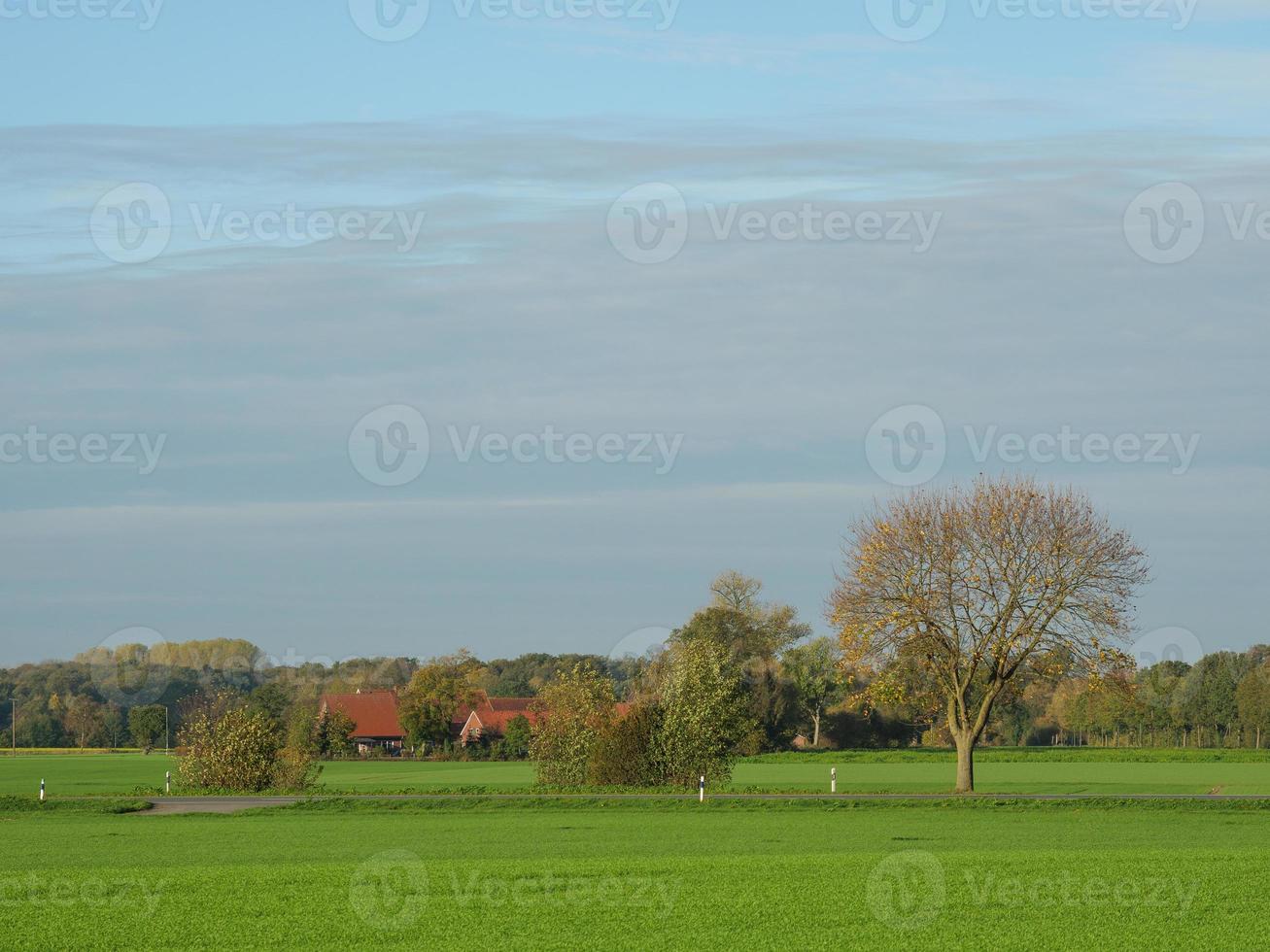 De nombreux tournesols dans le muensterland allemand photo