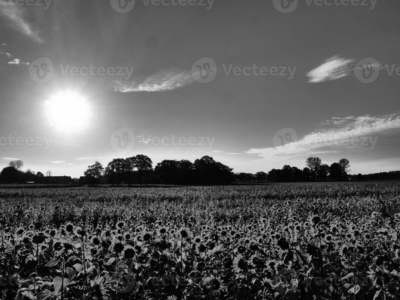 tournesols en westphalie photo