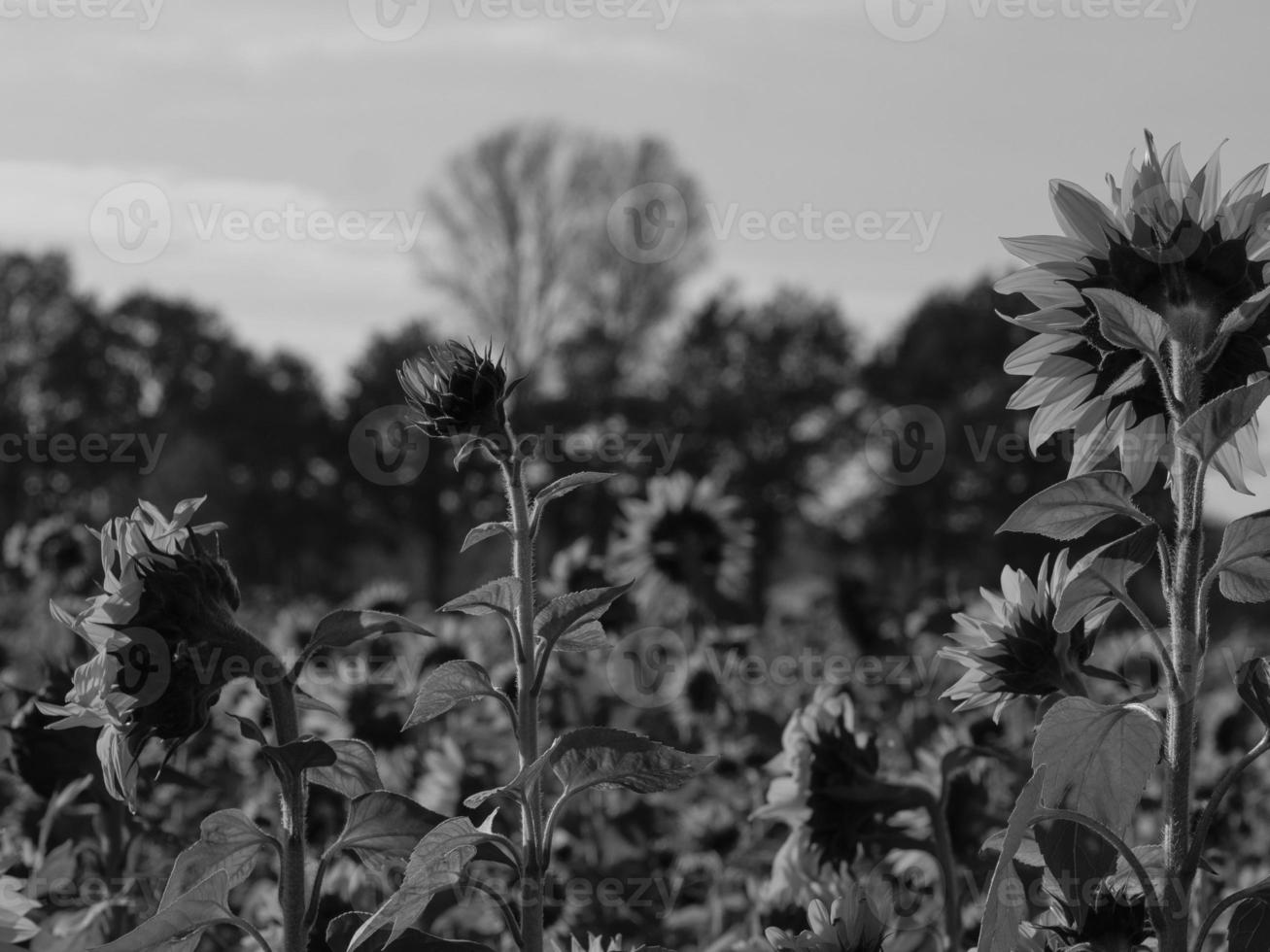 tournesols en westphalie photo