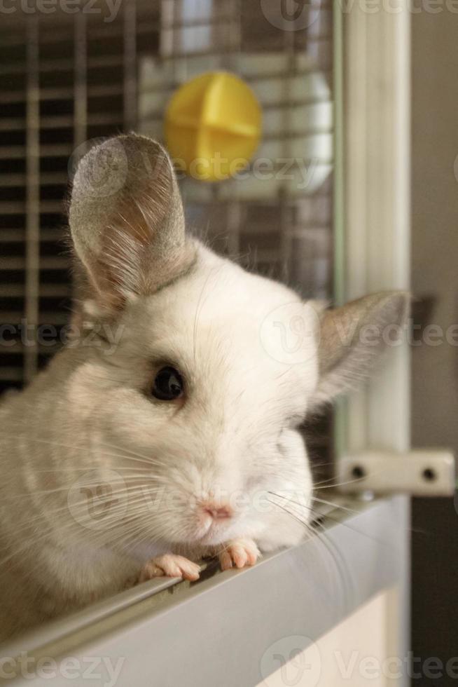 portrait de chinchilla mignon de couleur blanche dans sa maison, vue latérale. photo