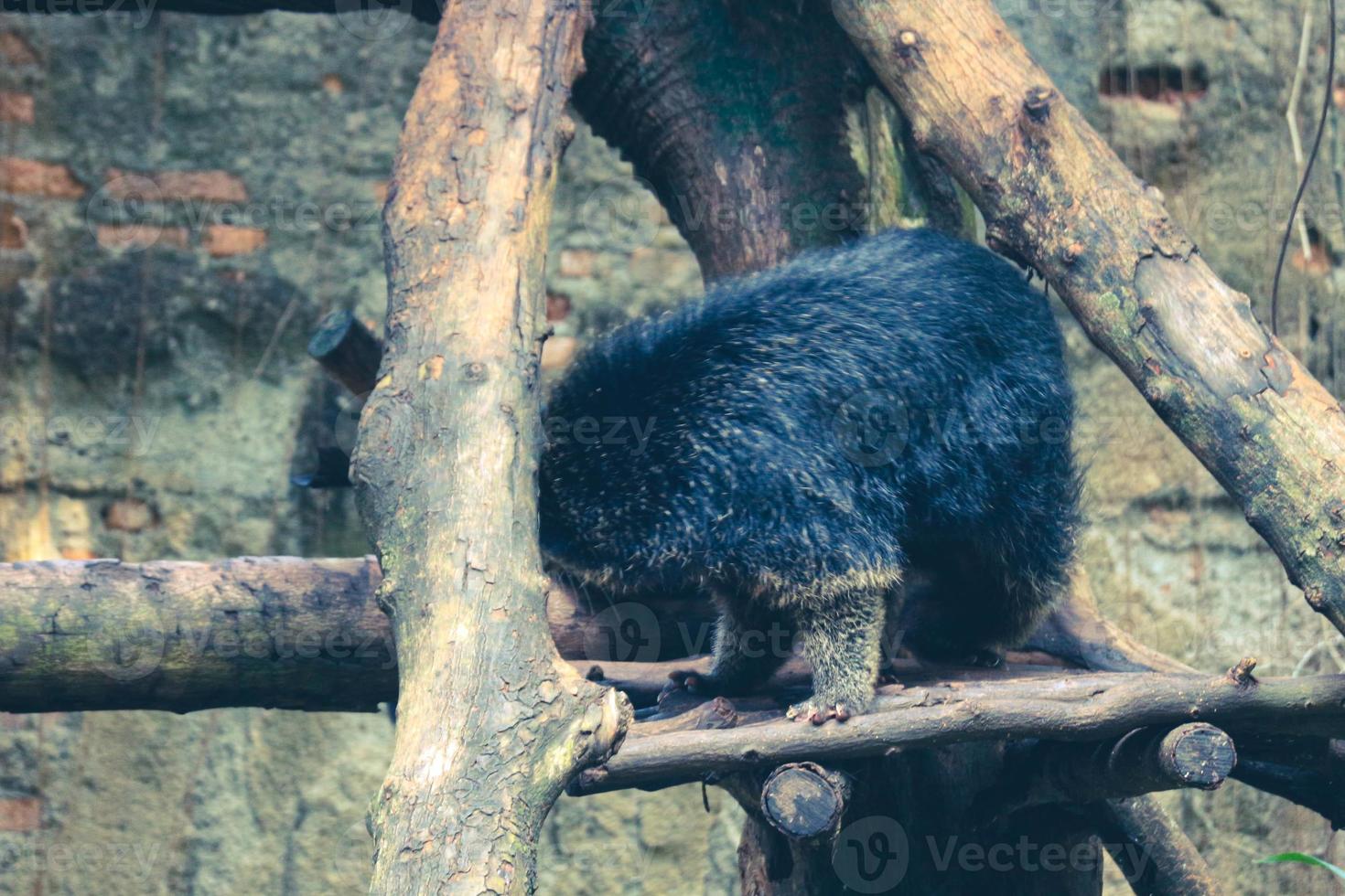 c'est une photo d'un binturong au zoo de ragunan.