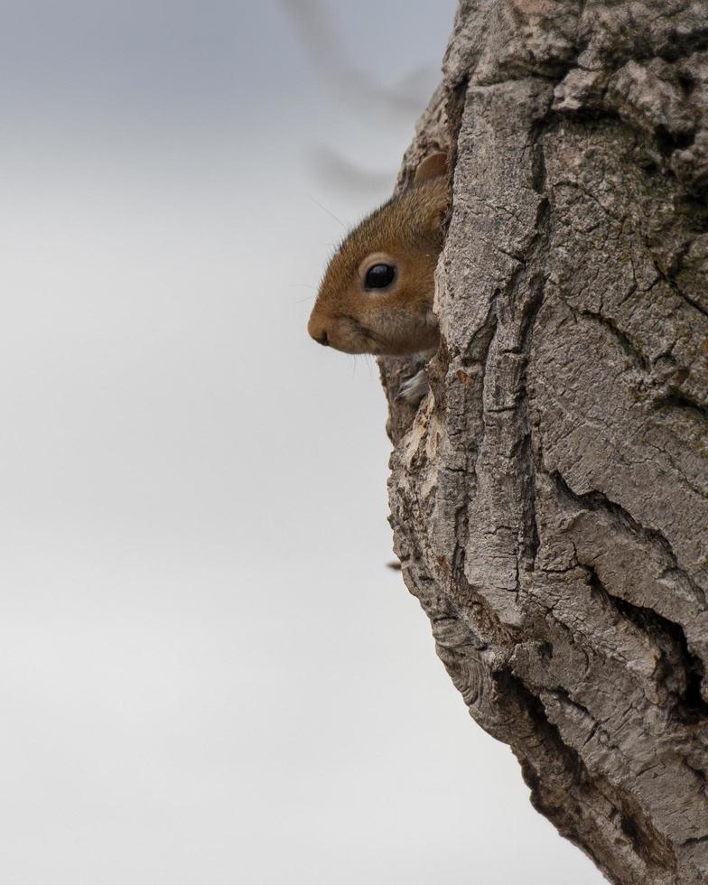 petit écureuil brun photo
