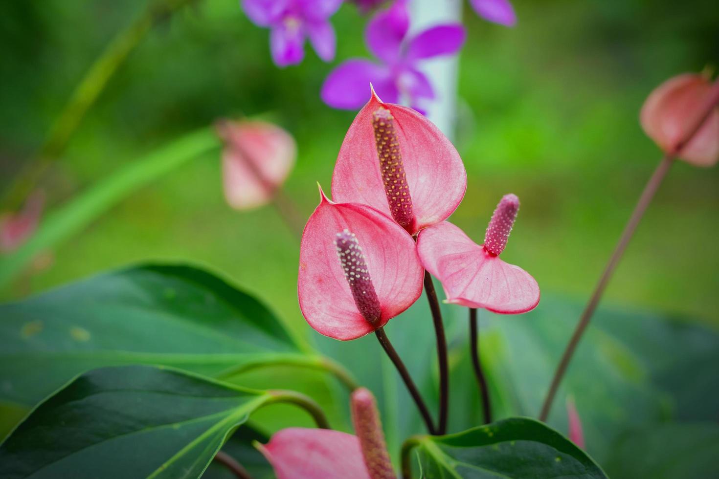 belles fleurs de spadice photo