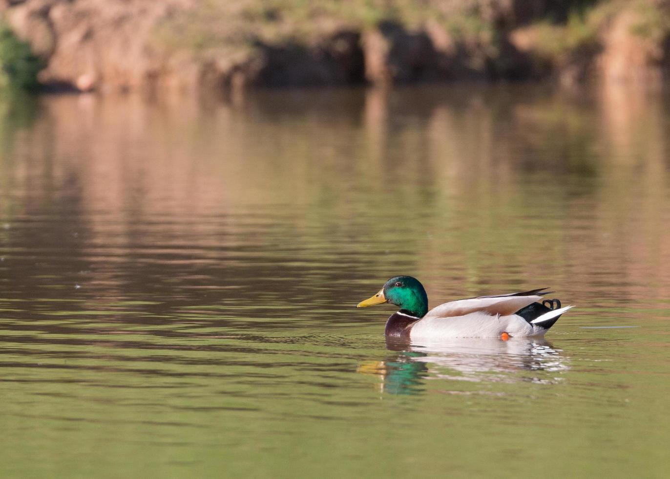 Canard colvert mâle photo