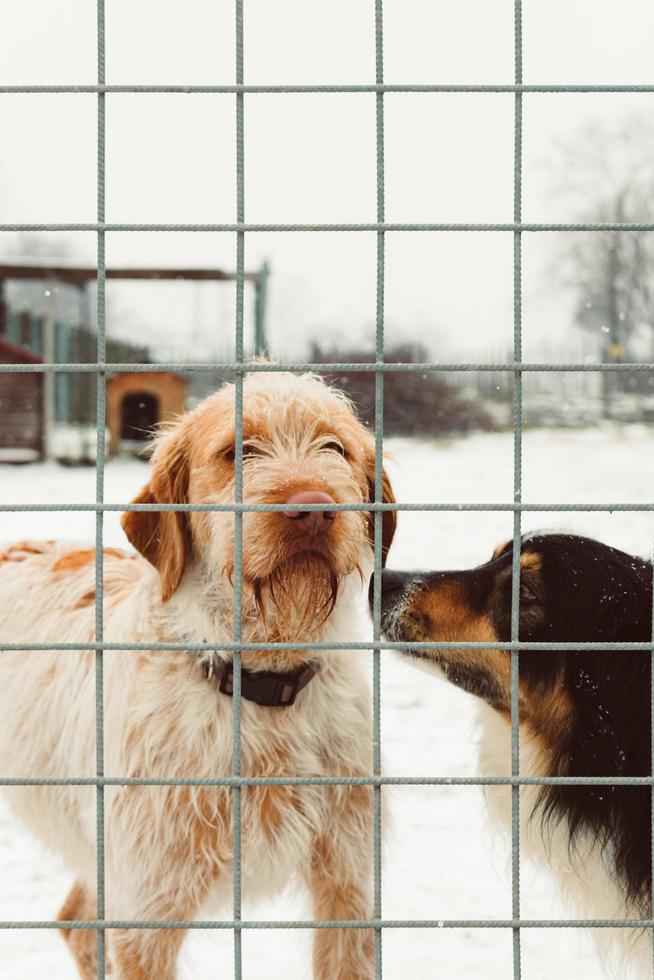Deux chiens debout sur une clôture grise photo