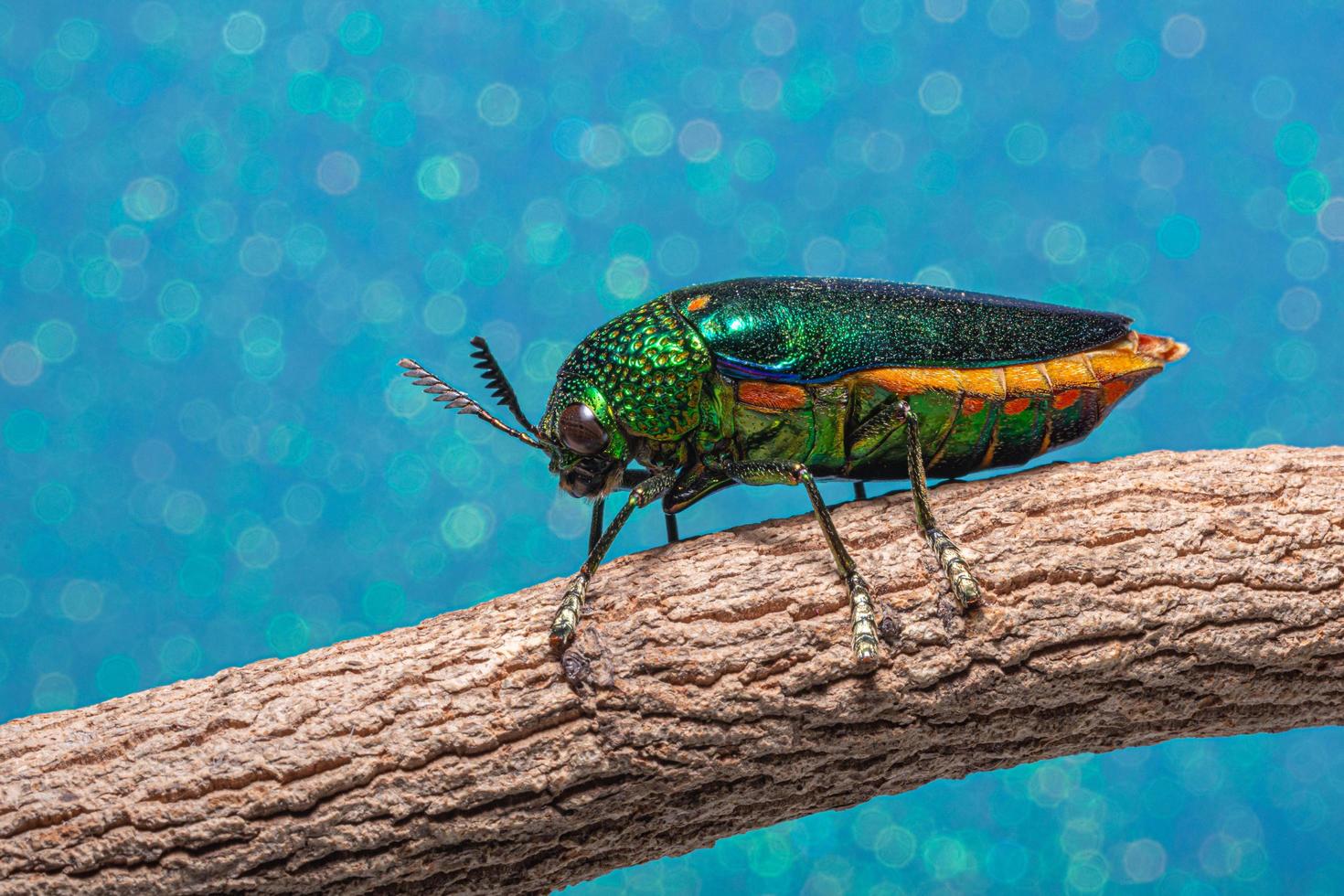 Buprestidae insecte sur fond de bokeh photo