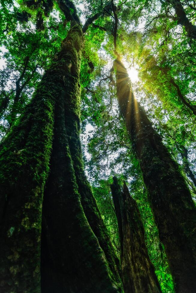 arbres dans la forêt photo