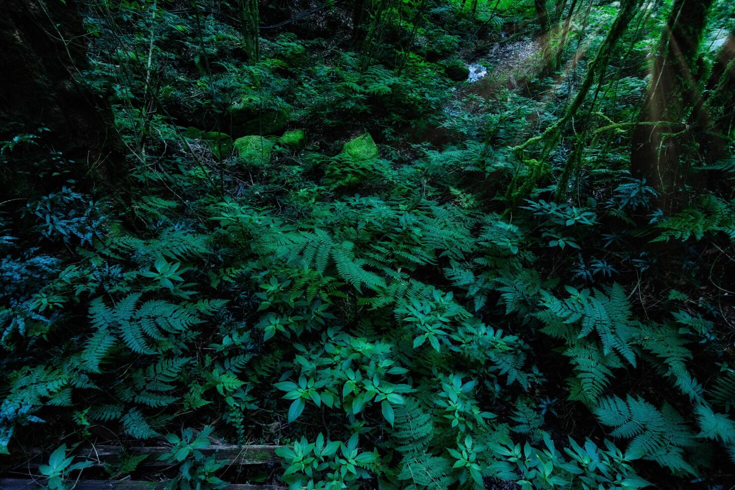 végétation luxuriante dans la forêt photo