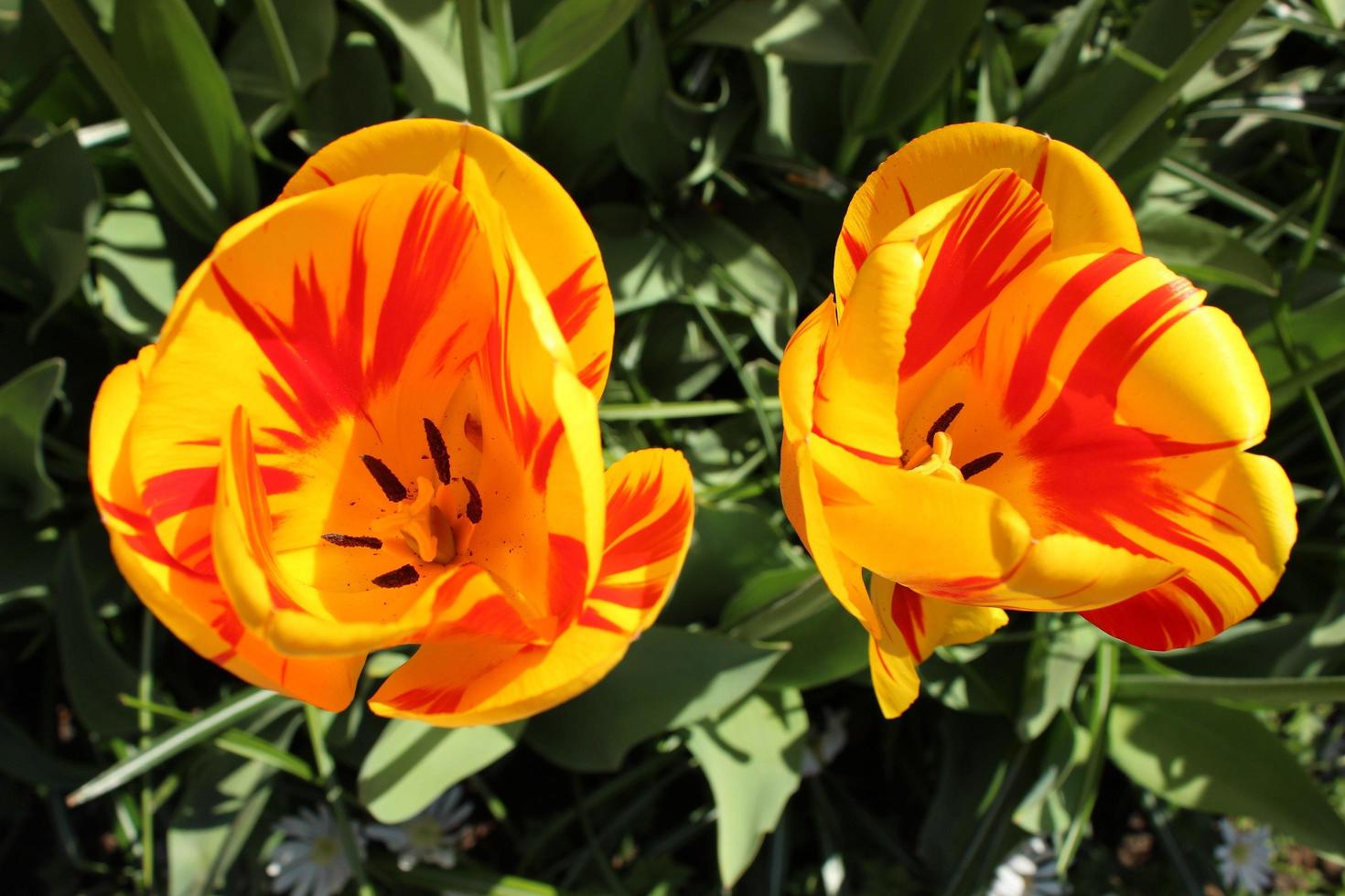 deux fleurs jaunes dans le jardin photo