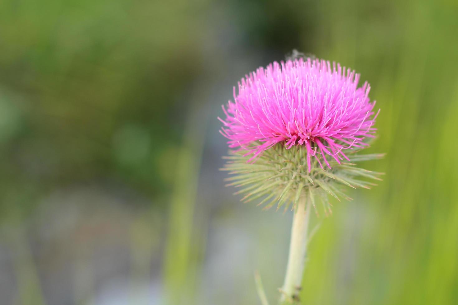 gros plan d'une belle fleur rose photo