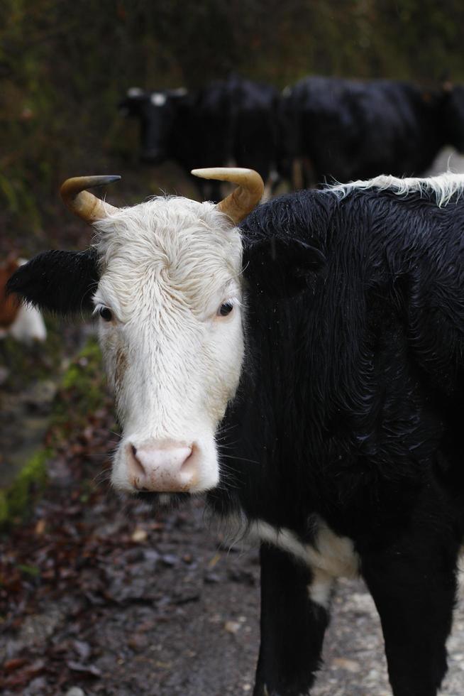 vache noire et blanche photo