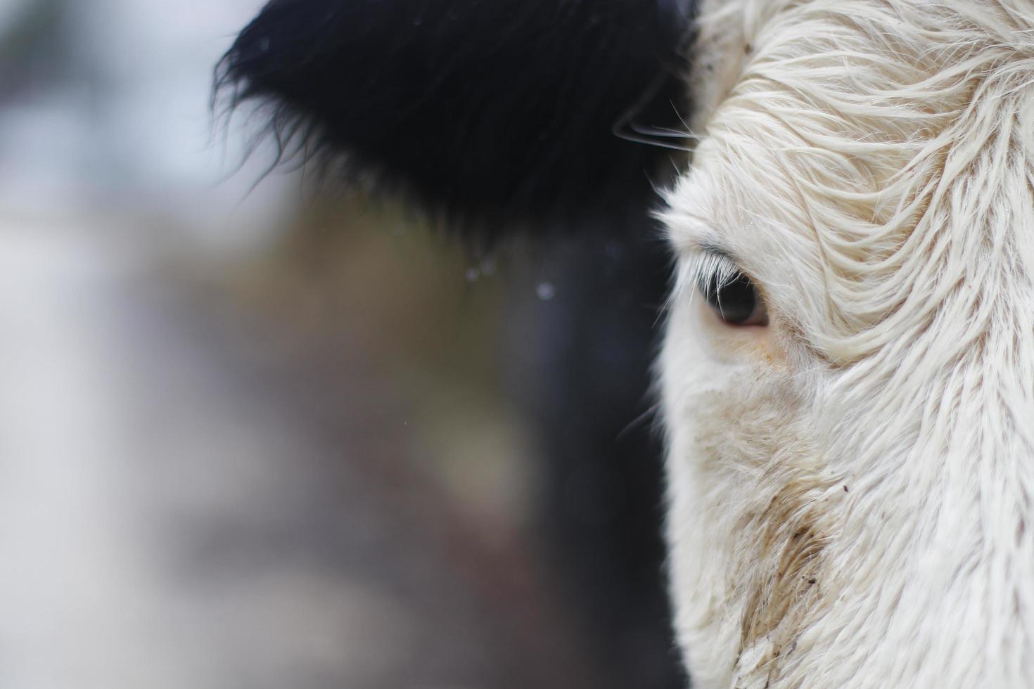 demi-visage portrait d'une vache photo