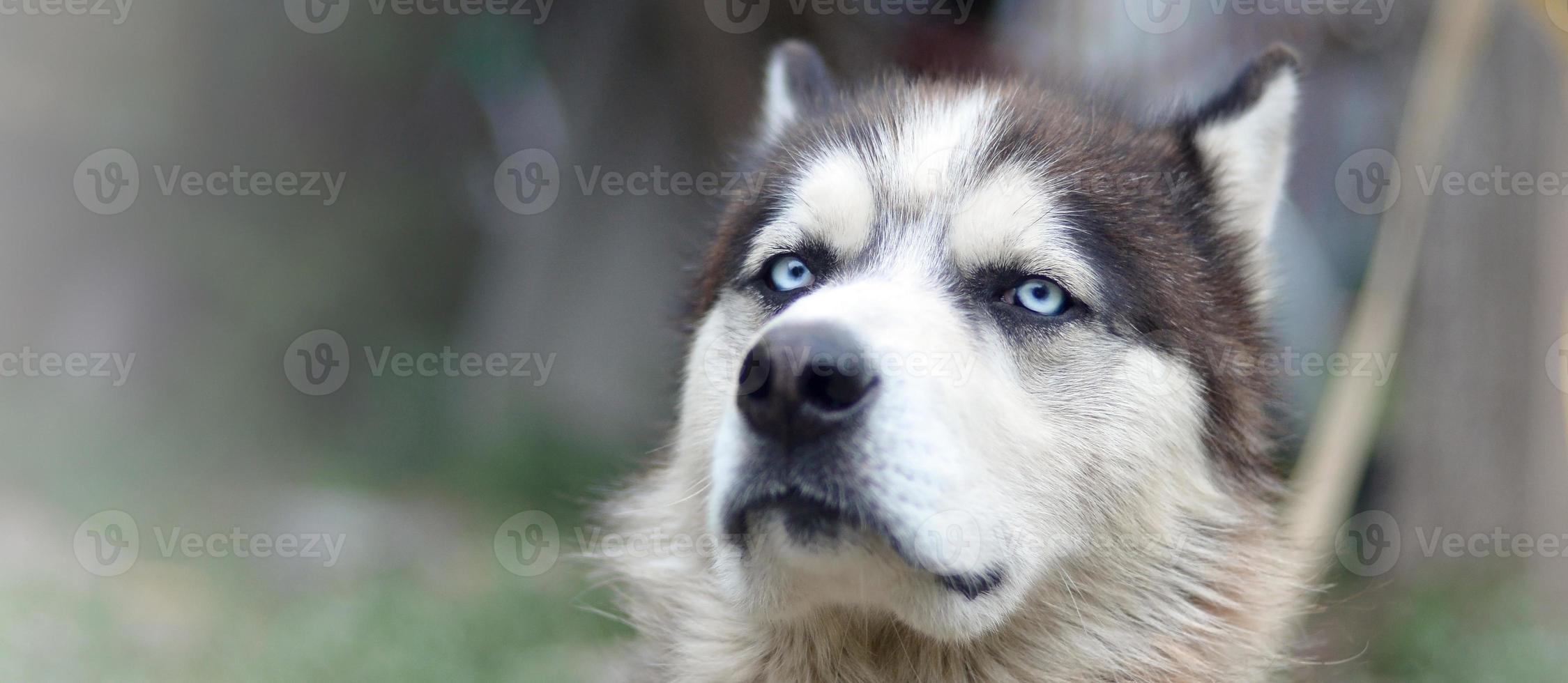 fier beau jeune chien husky avec la tête de profil assis dans le jardin photo