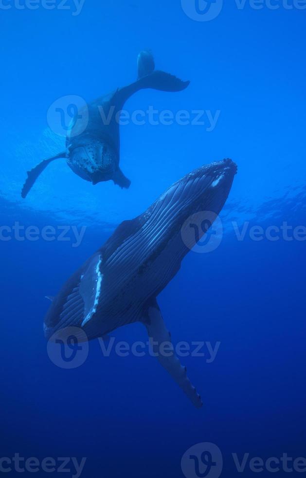 baleine à bosse / mã © gaptã © ra novaengliae photo