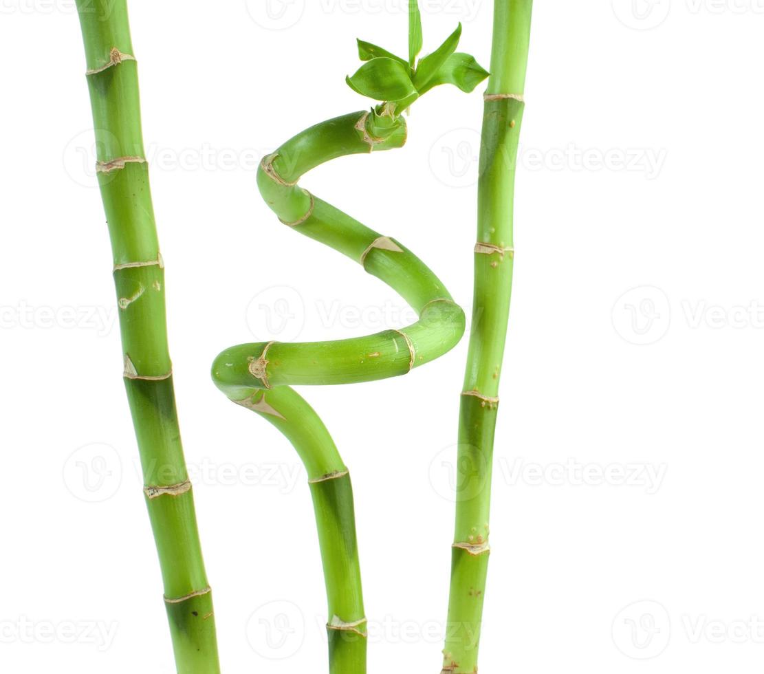 bambou photo