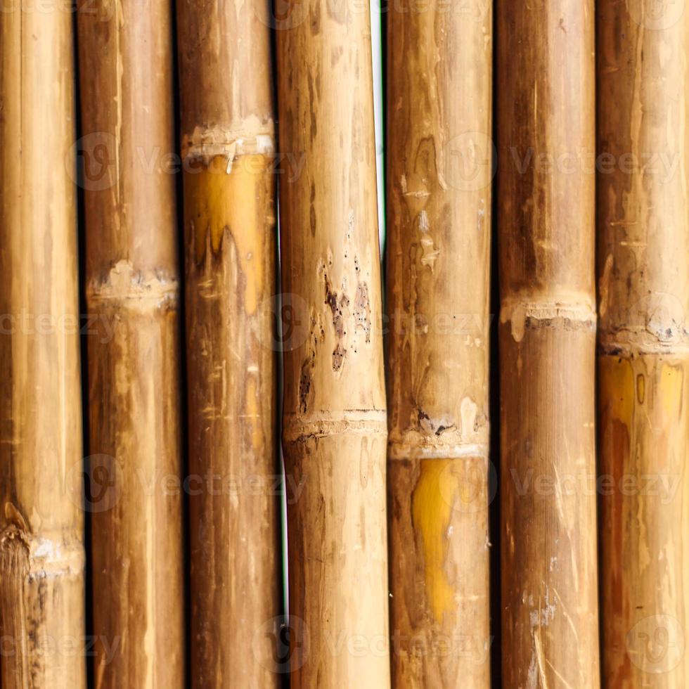 mur de bambou photo