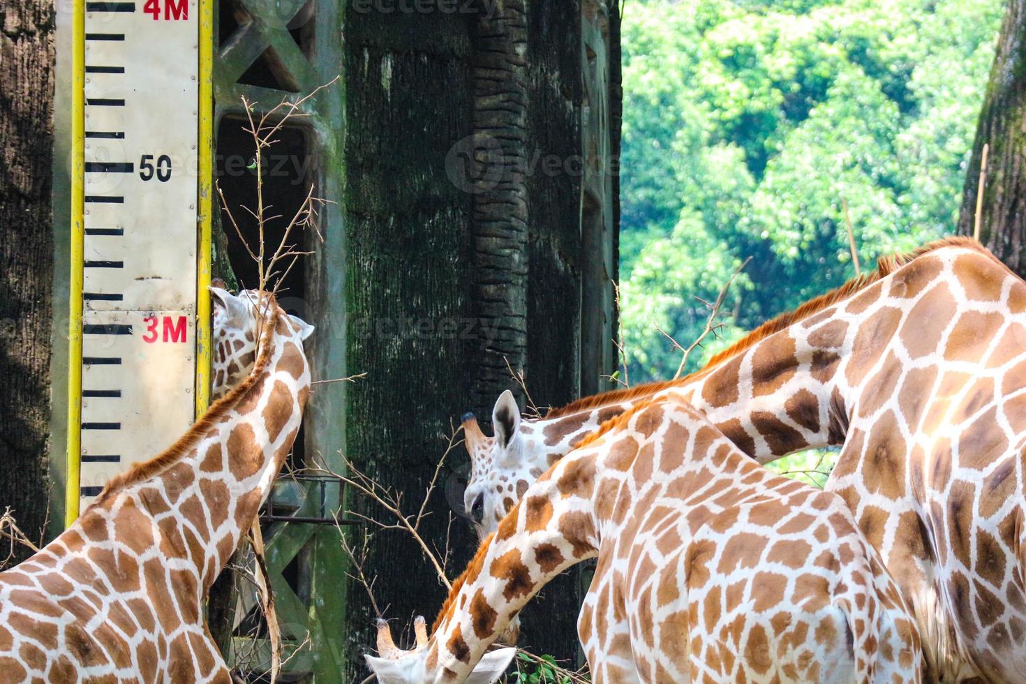 c'est une photo des girafes du zoo de ragunan.