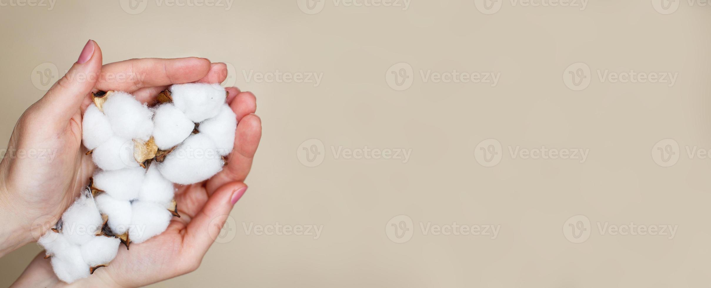 femme tenant des fleurs de coton moelleuses dans ses mains isolées sur un fond beige se bouchent. espace de copie. bannière photo