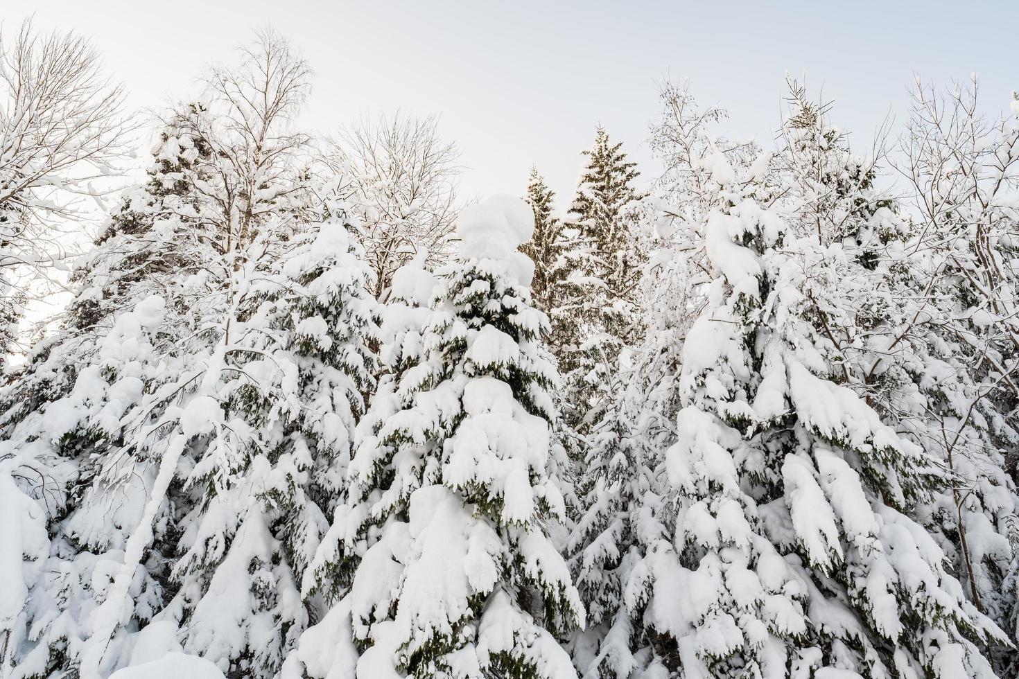 magnifique forêt enneigée sur le fond du ciel un jour d'hiver. beaux épinettes dans la neige. vue de dessous. photo