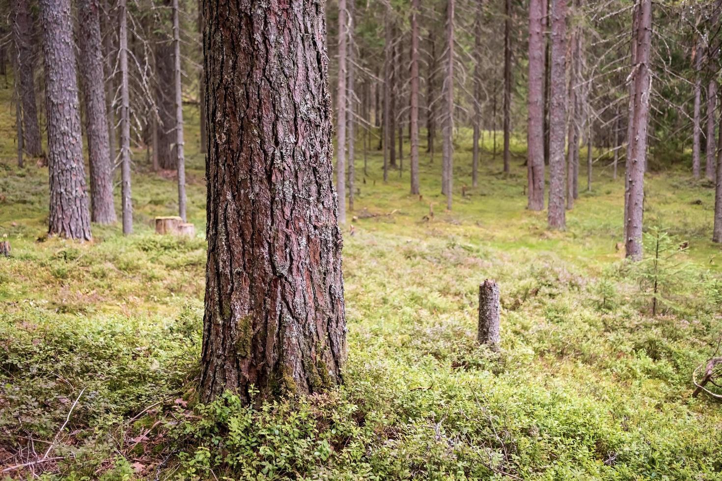 forêt de pins, troncs d'arbres et mousse, un jour d'été. photo