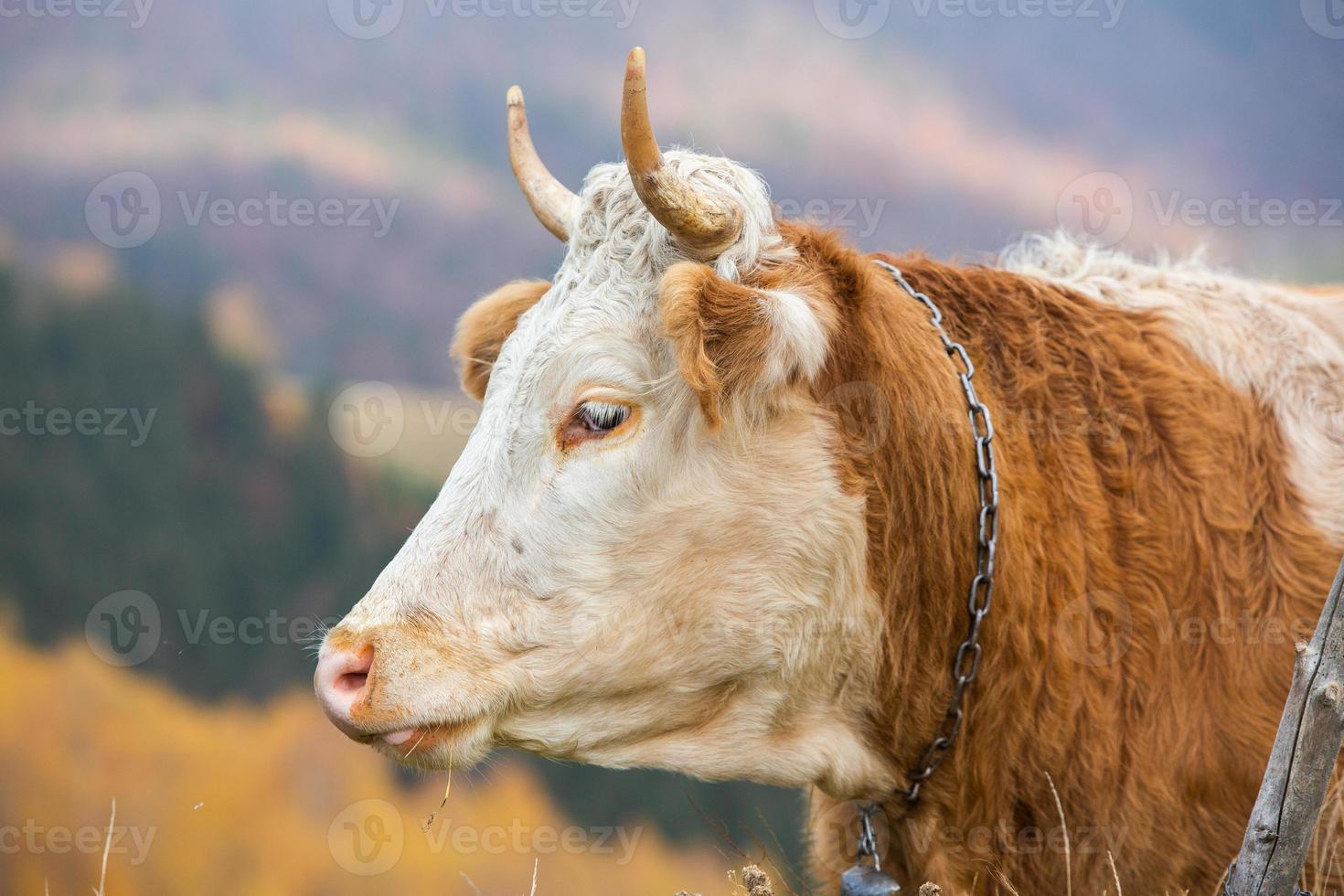 une belle et heureuse vache broutant sur un plateau dans les carpates en roumanie. vache à l'extérieur dans la plaine. photo