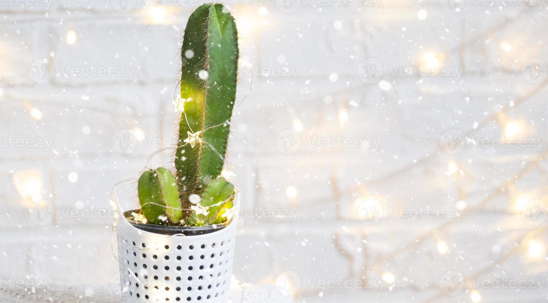 cactus drôle en forme de pénis masculin dans des guirlandes lumineuses, enveloppé dans un décor chaleureux, de noël et du nouvel an. il n'y aura pas de vacances sans cadeaux. épilation intime pour hommes. plantes d'intérieur en pot, décoration d'intérieur photo