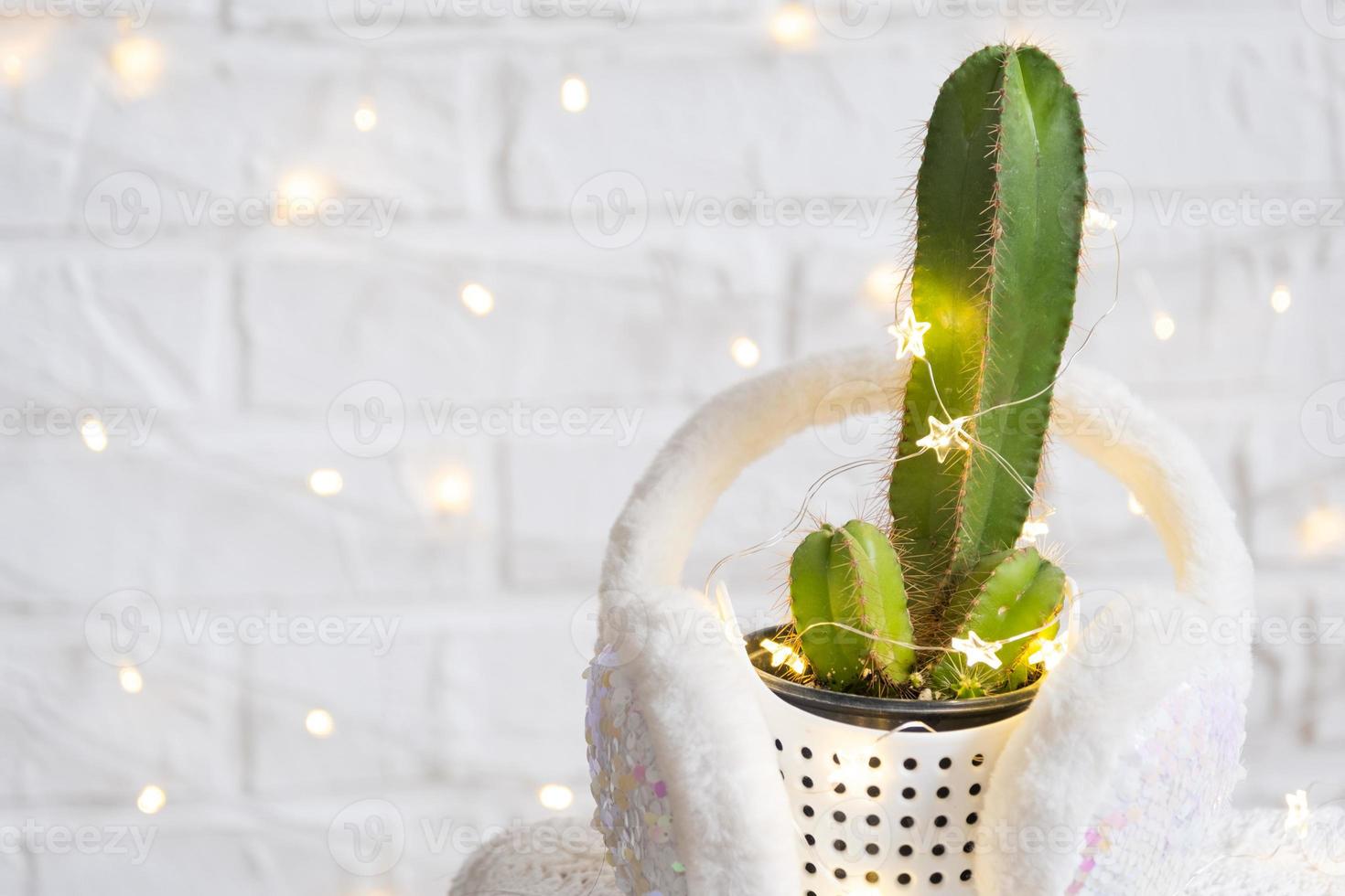 cactus drôle en forme de pénis masculin dans des guirlandes lumineuses, enveloppé dans un décor chaleureux, de noël et du nouvel an. il n'y aura pas de vacances sans cadeaux. épilation intime pour hommes. plantes d'intérieur en pot, décoration d'intérieur photo