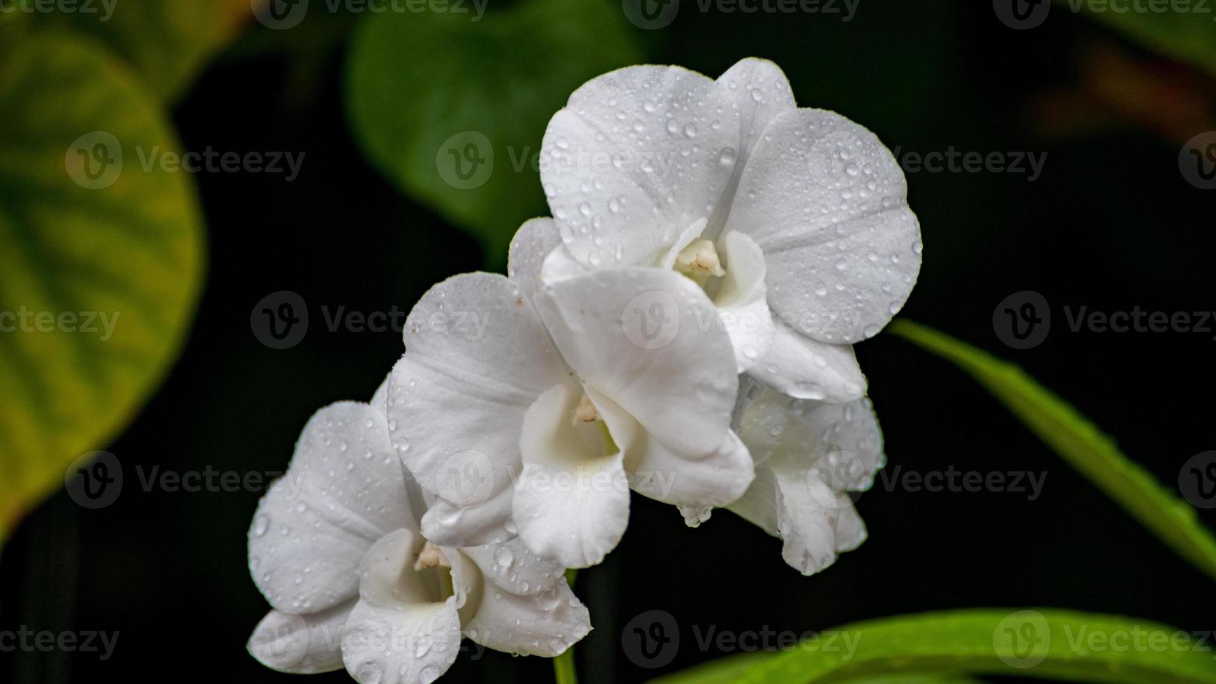 gouttes de pluie sur la fleur d'orchidée photo