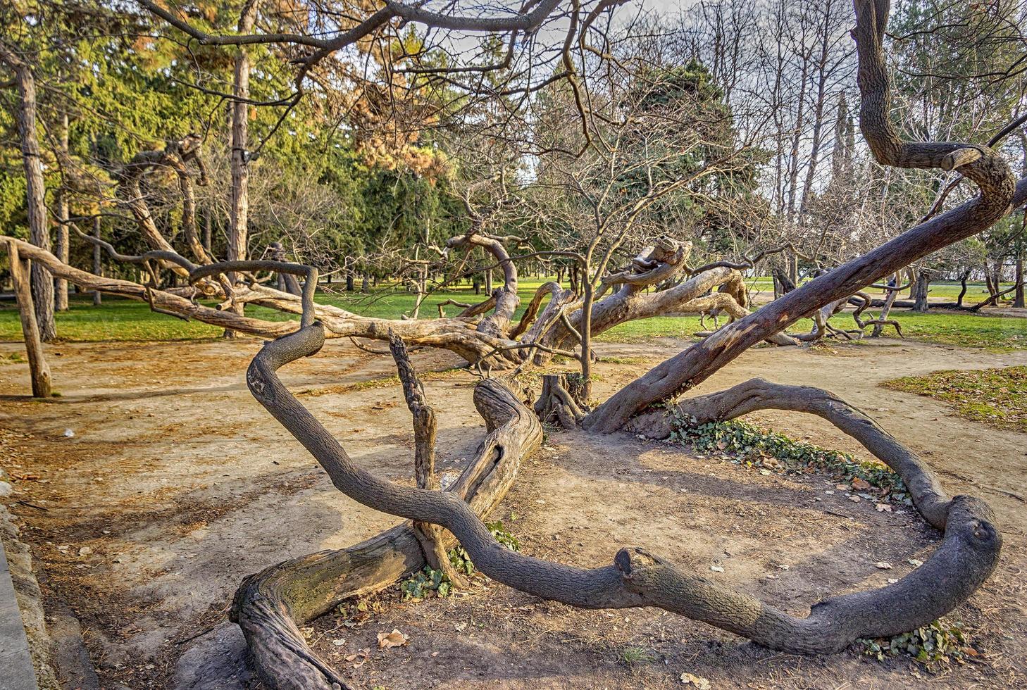 vieil arbre tordu dans le parc de varna, bulgarie photo