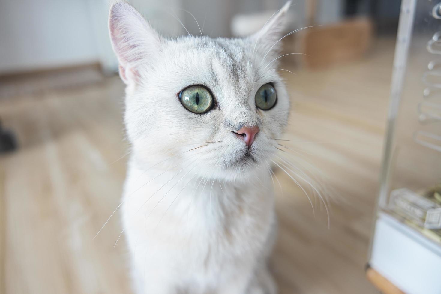 chat mignon avec une race blanche de poils courts de race britannique. le chaton animal de compagnie est adorable assis regardant les yeux de la caméra jaune-vert. les mammifères félins sont moelleux et joueurs. photo