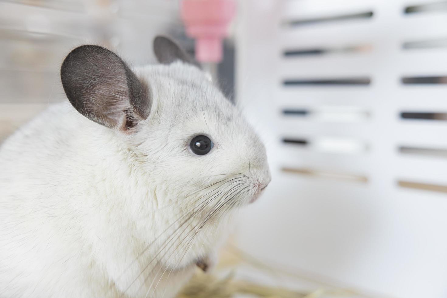 chinchilla mignon animal de compagnie fourrure cheveux blancs moelleux et yeux noirs. gros plan animal rongeur adorable oreille apprivoisée gris regardant la caméra. les mammifères félins sont moelleux et joueurs. photo