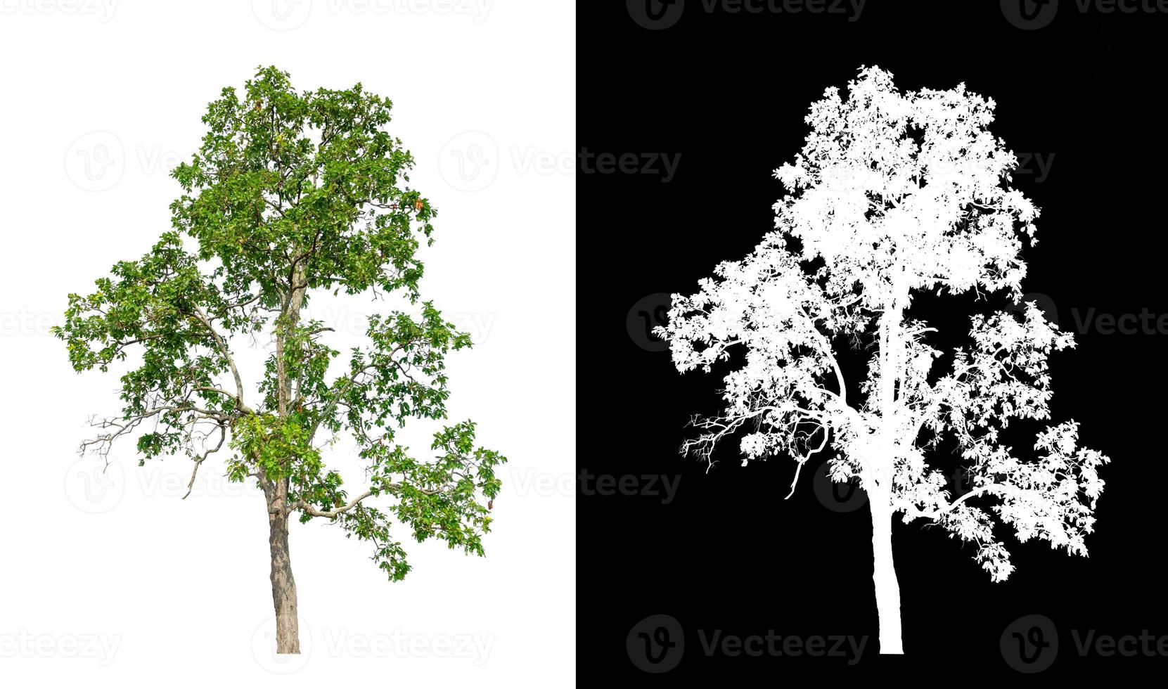 les arbres isolés sur fond blanc conviennent à la fois à l'impression photo