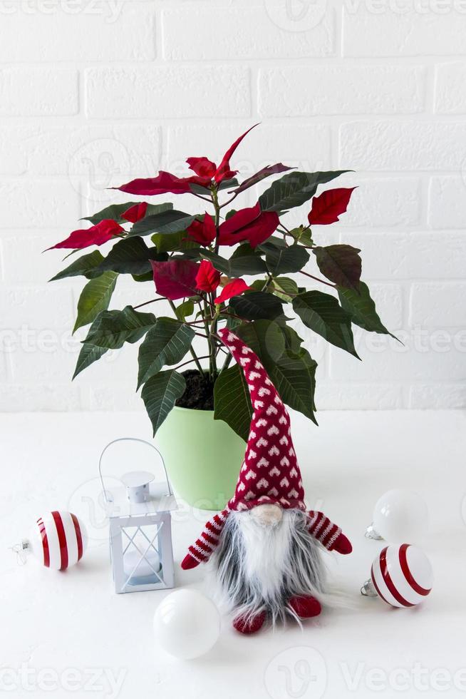 gnome mignon sur fond blanc. gnome de noël avec une lampe. poinsettia étoile rouge. photo