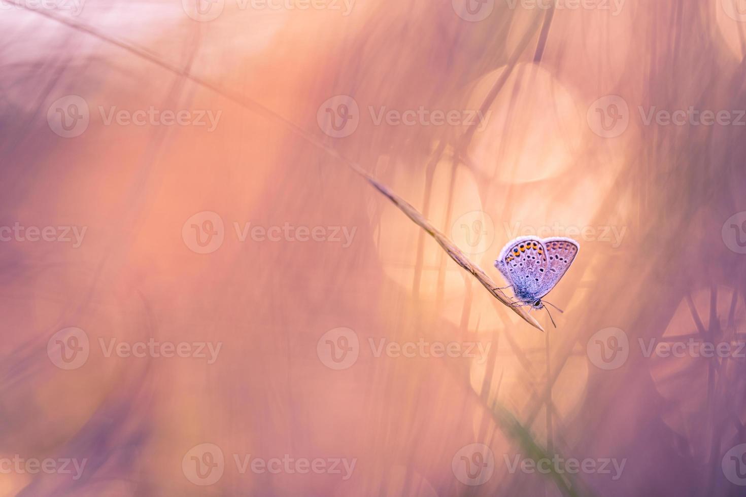 champ de prairie nature lumière coucher de soleil avec papillon comme fond d'automne. beau fond de prairie d'automne sec. incroyable inspirer la nature en gros plan. rêve fantastique feuillage naturel majestueux, bokeh flou tranquille photo