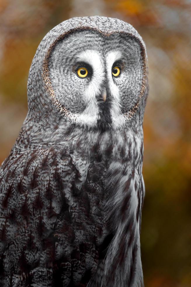 grand hibou gris photo