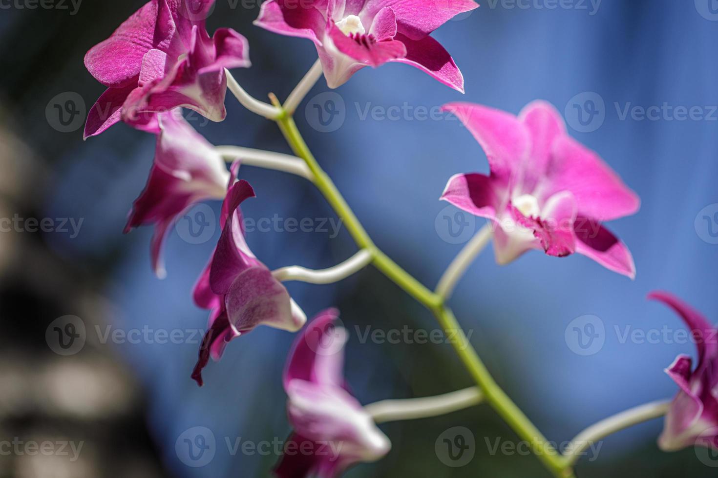 fleur d'orchidée phalaenopsis violet rose sur bokeh de fond de feuilles vertes. beau parc ou jardin tropical en gros plan. concept de nature pour la conception photo