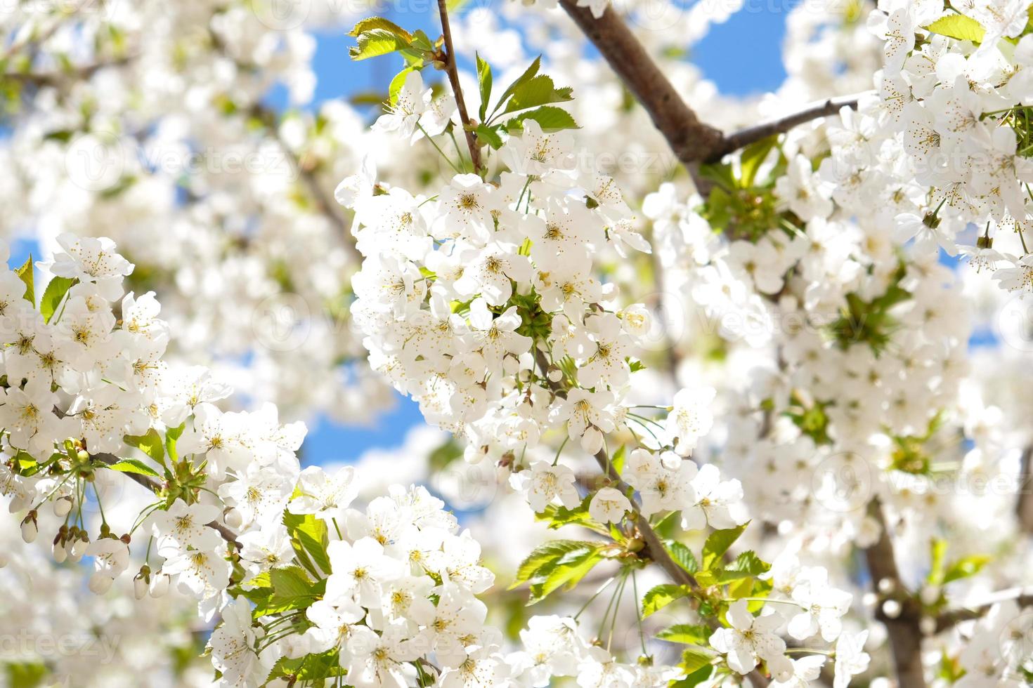 branche de fleurs blanches épanouies de prunier cerisier au début du printemps. incroyable bannière de printemps floral naturel ou carte de voeux, carte postale, affiche. mise au point sélective photo