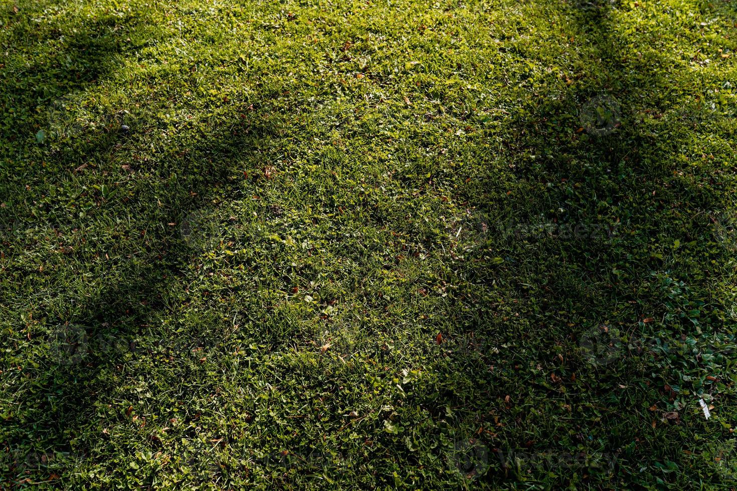 pelouse verte uniformément coupée. l'herbe près de la maison ou dans le parc. photo