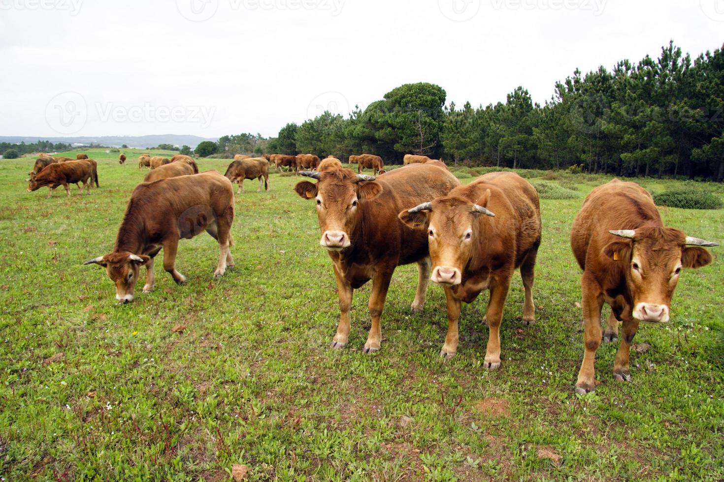 Bovins de vache à la campagne du Portugal photo